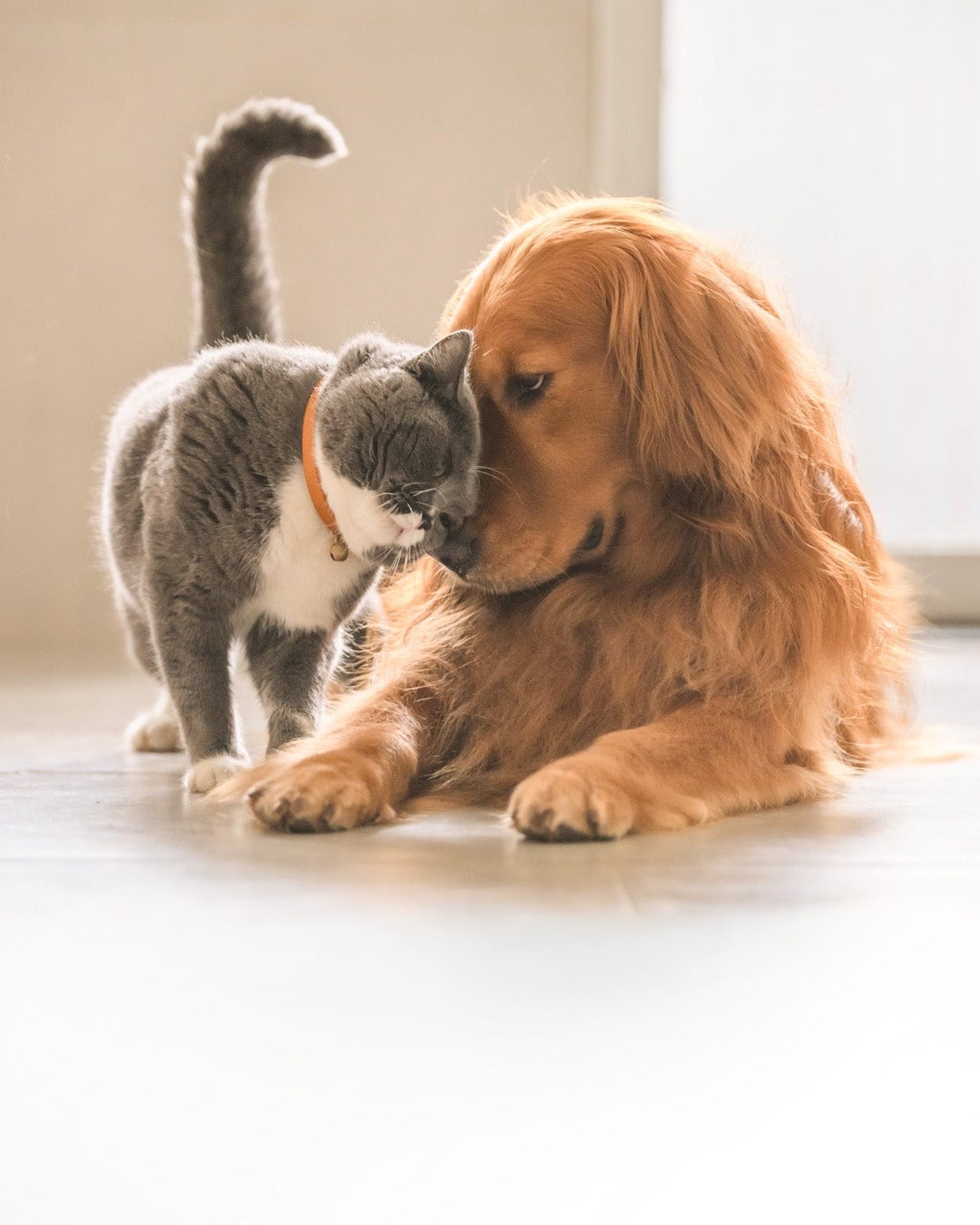 animal communication service by maison light 